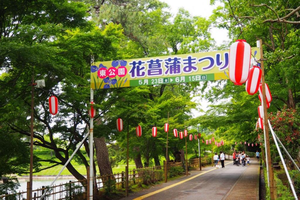 東公園の花菖蒲も楽しみですね！