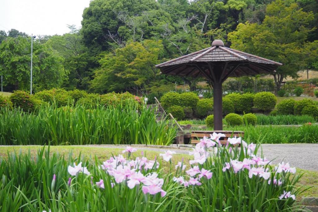 東公園の花菖蒲まつりも始まります。