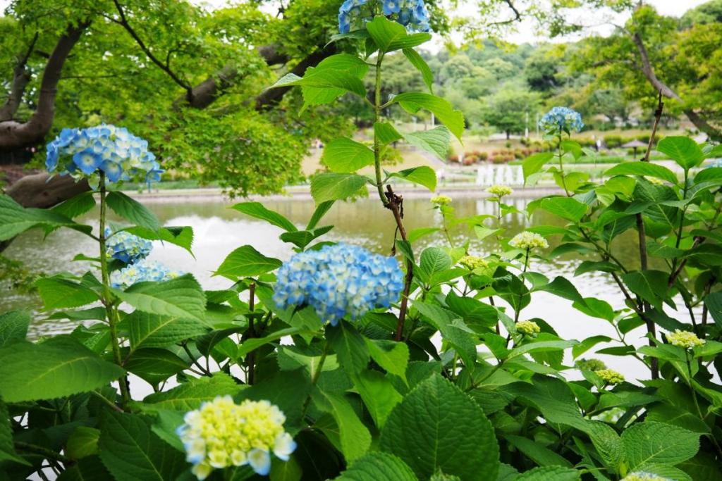 池沿いのアジサイもイイ感じです！