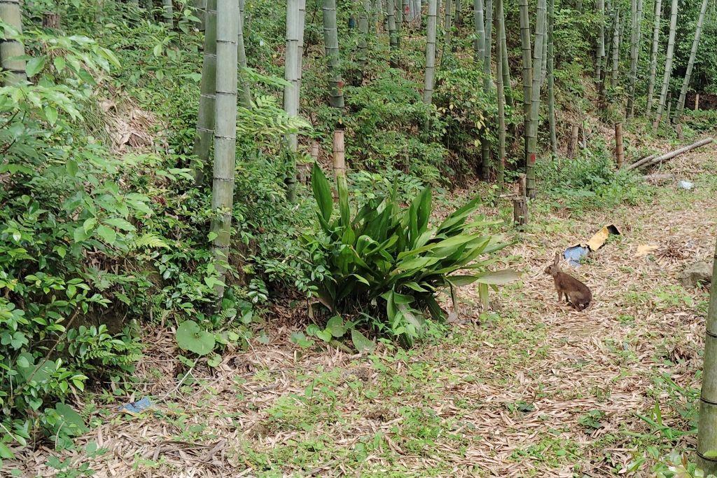 ノウサギ