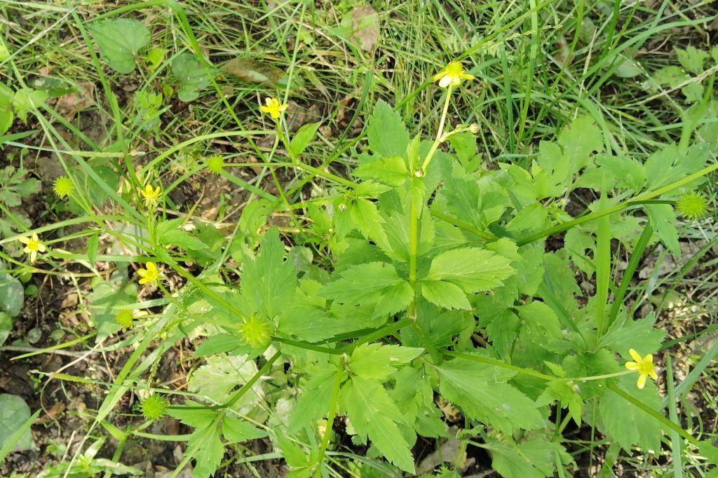 キツネノボタン花
