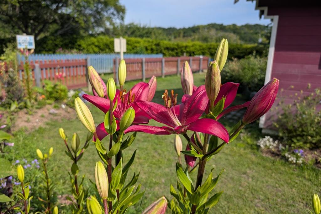 北欧風庭園のお花