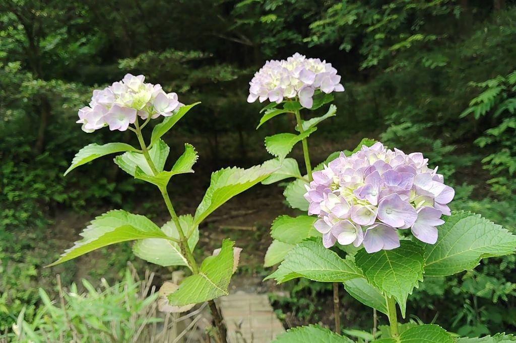アジサイ花もうすぐ！