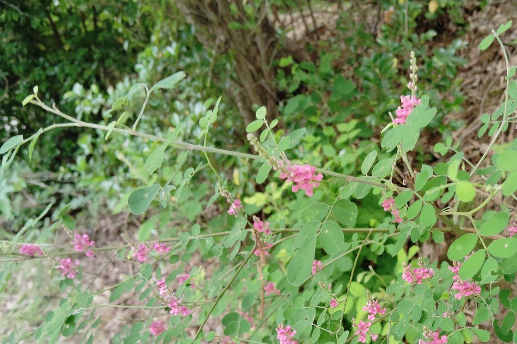 コマツナギ花