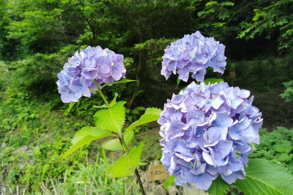 アジサイ咲きました
