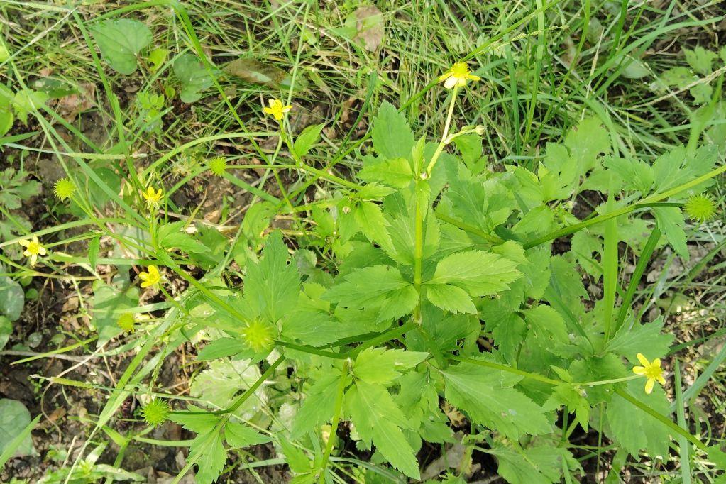 キツネノボタン花