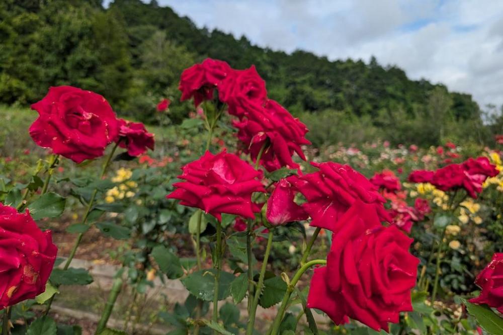 2025年バラの開花情報｜新着情報｜奥殿陣屋｜岡崎おでかけナビ - 岡崎