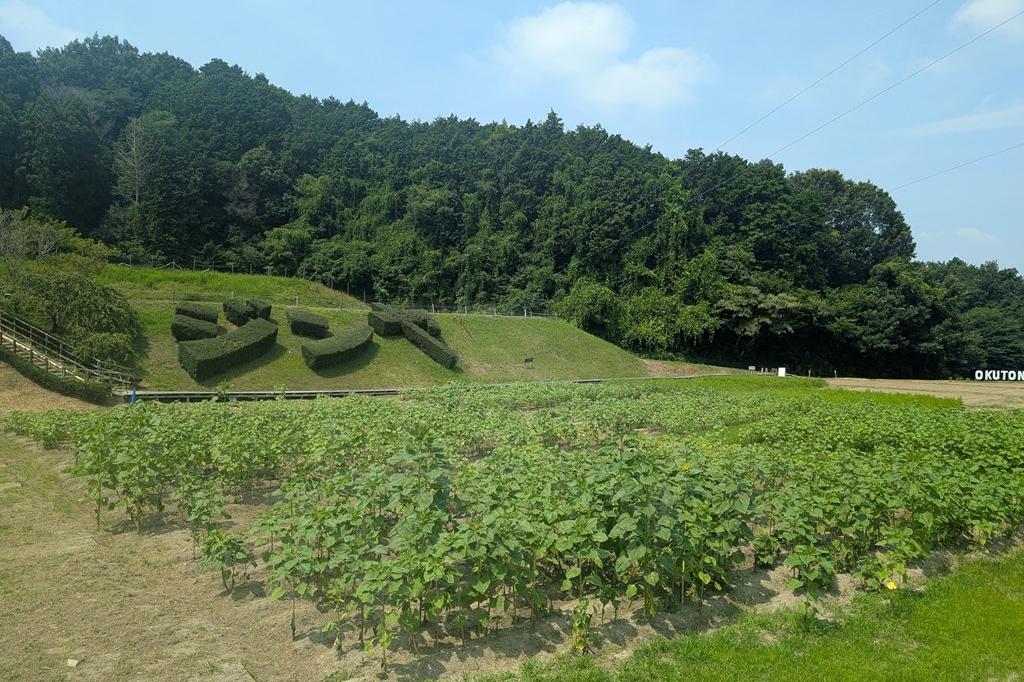 ひまわり畑の見頃はこれからです