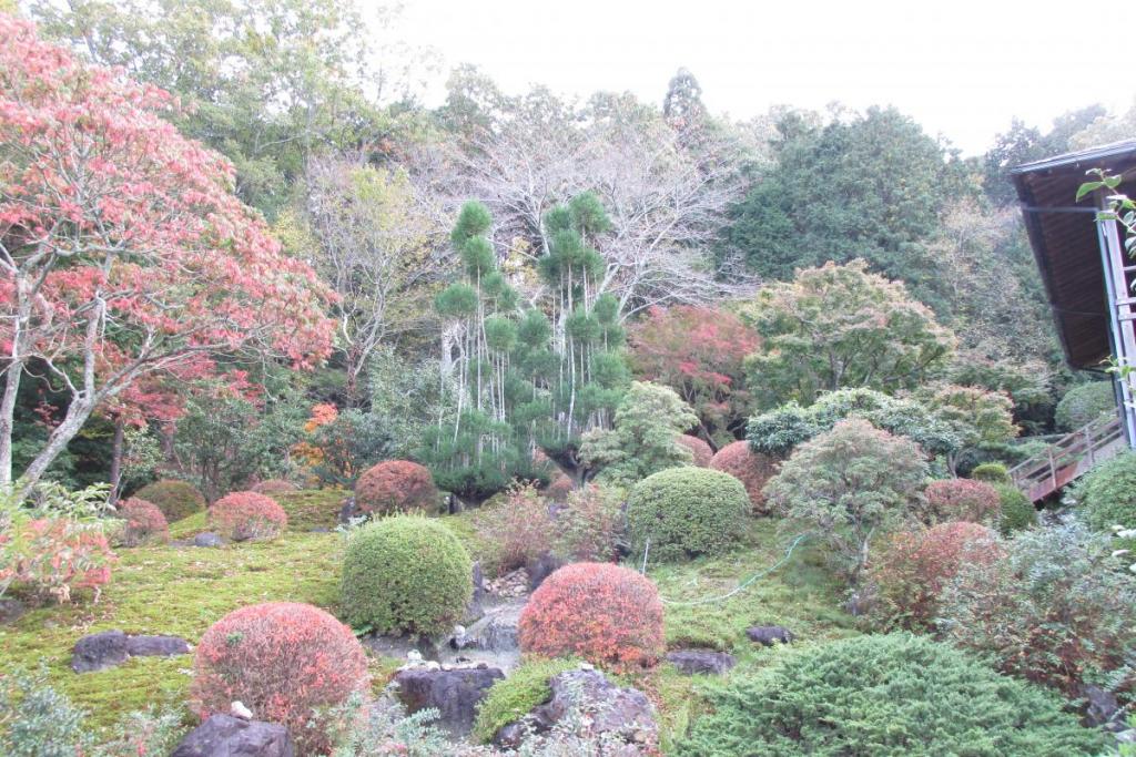 見上げる紅葉も綺麗です