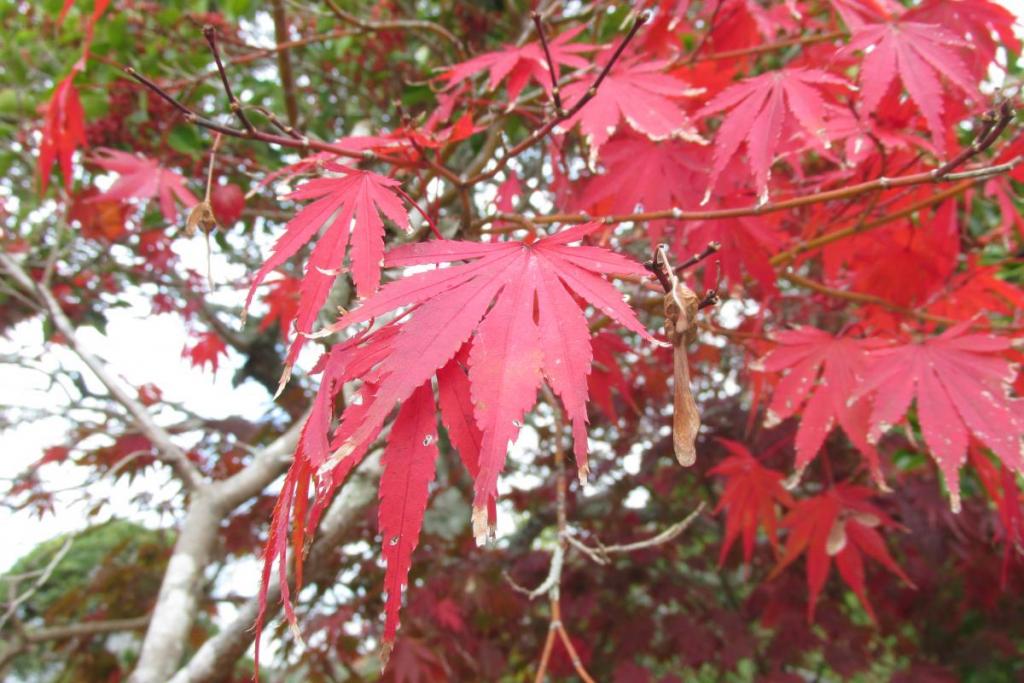 手向山紅葉（タムケヤマモミジ）はもう真っ赤です