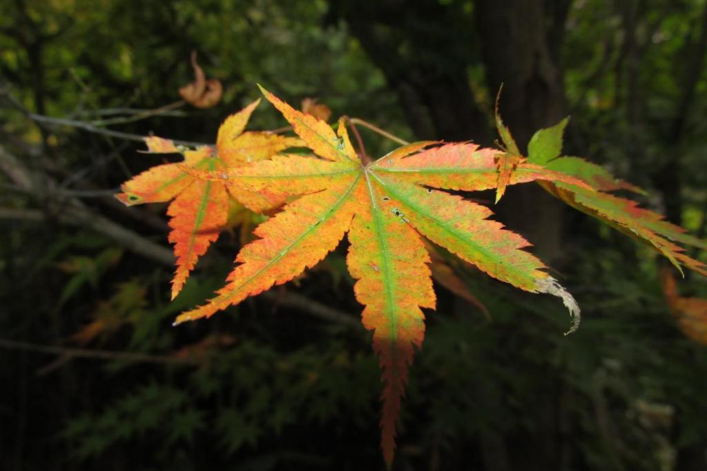 最後は、芸術的に見える１枚を撮ってみました(笑)