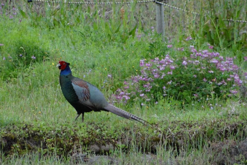 雨の前などサルが木の芽を食べています