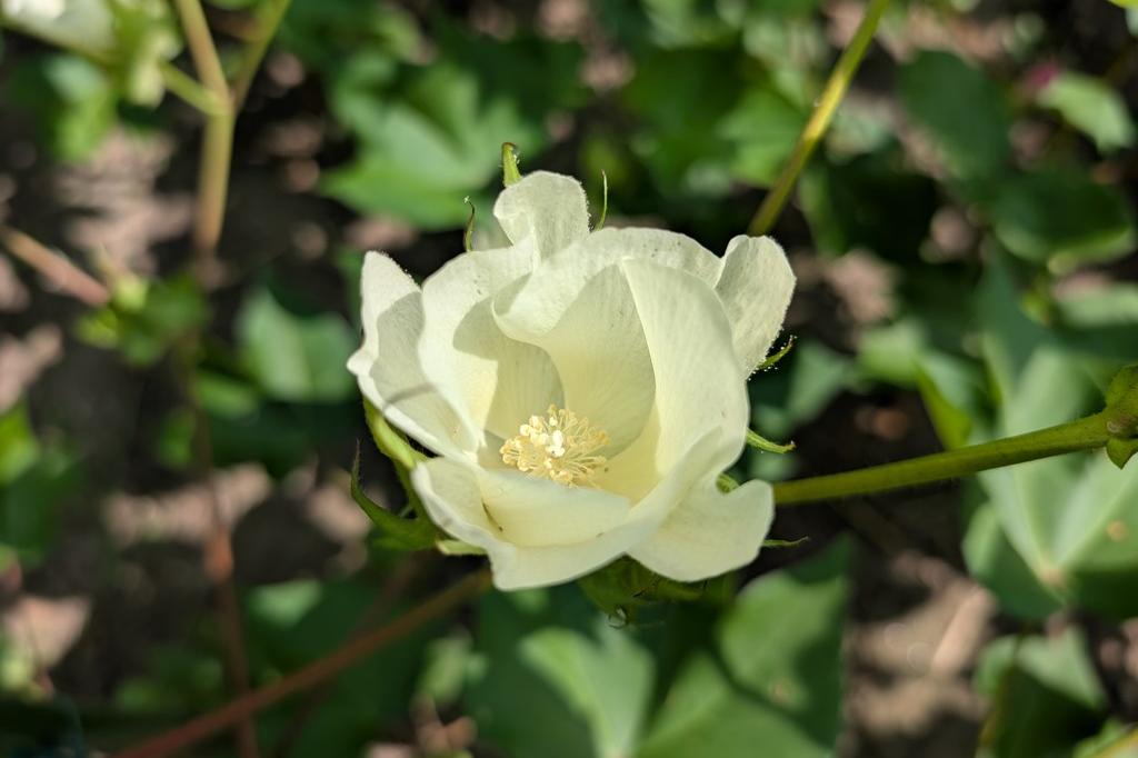 開花は白いです