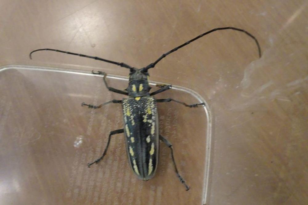 珍しい「シロスジカミキリ」