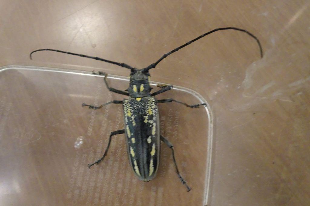 珍しい「シロスジカミキリ」
