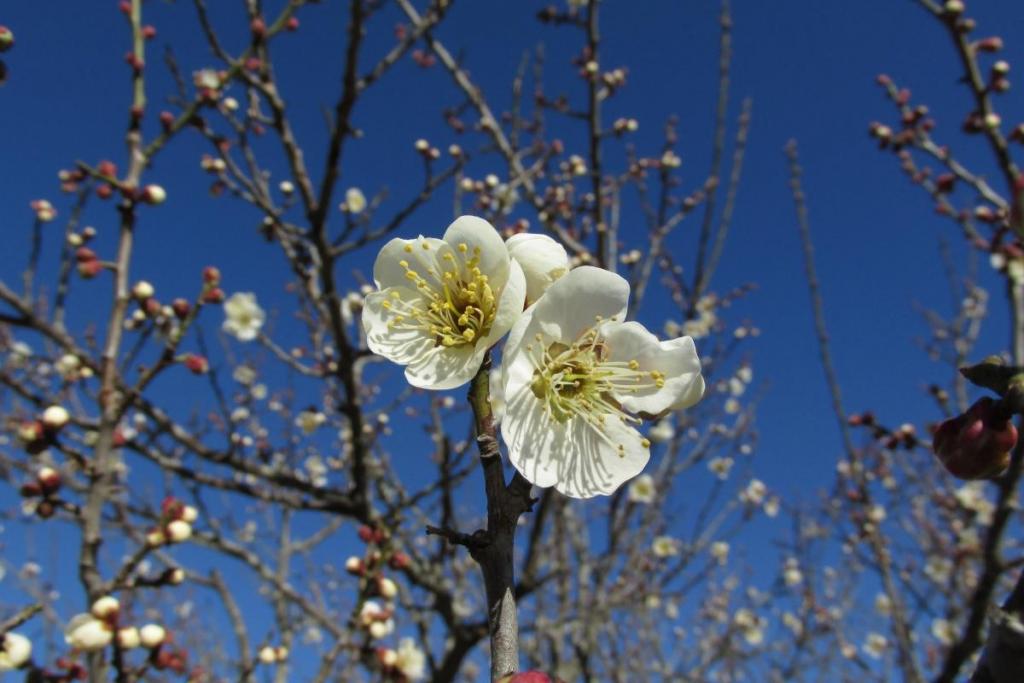 綺麗な花です。