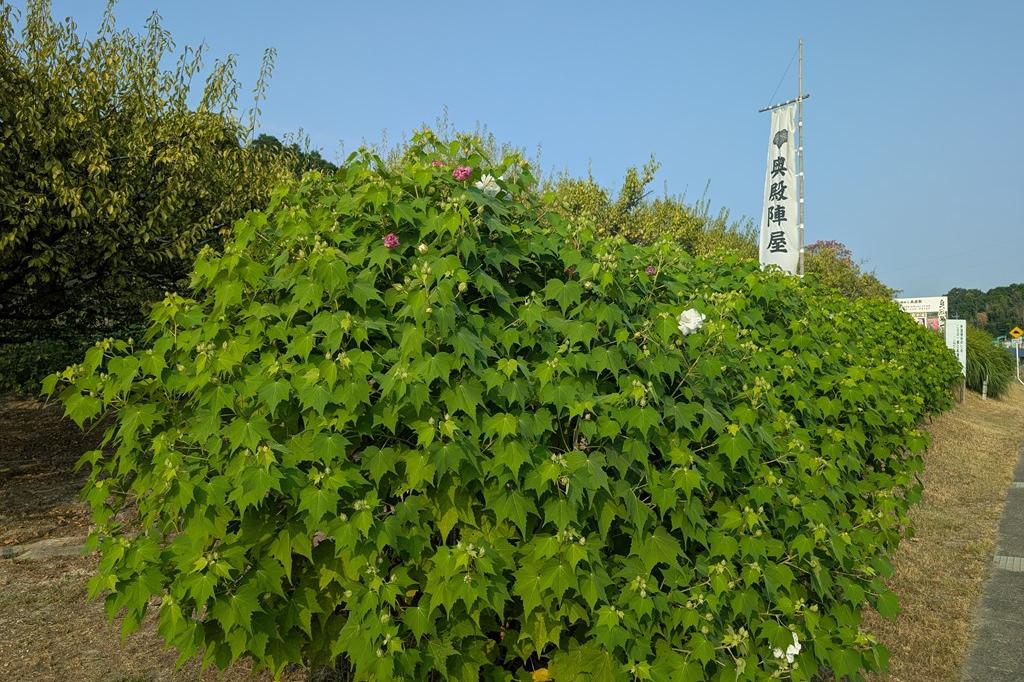 酔芙蓉