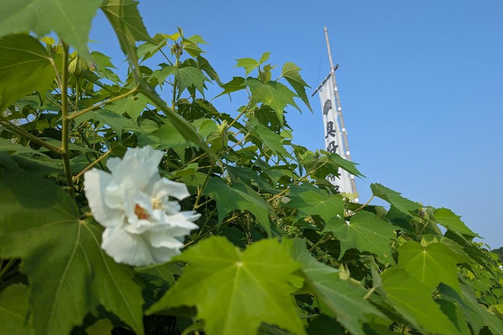 朝は白いお花です