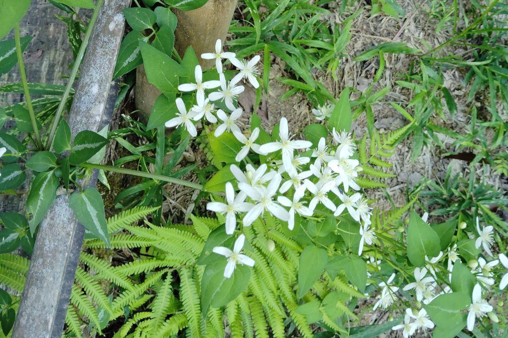 センニンソウ花