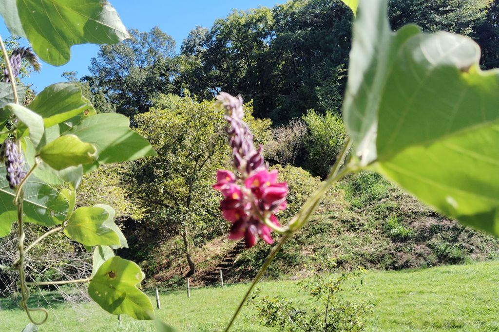 クズの花
