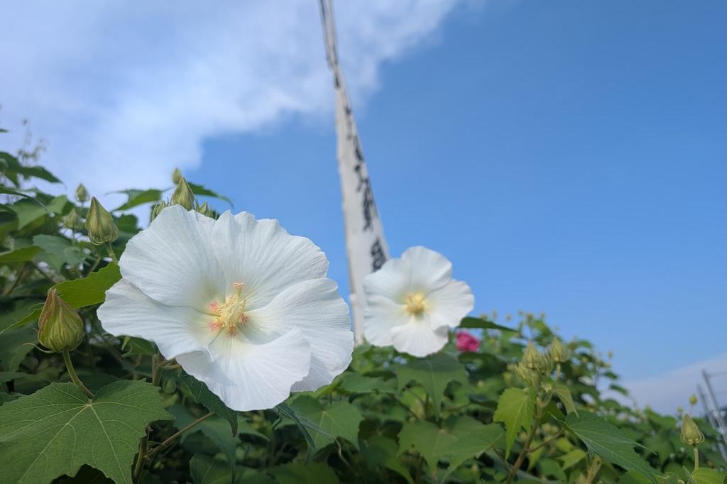 朝の酔芙蓉