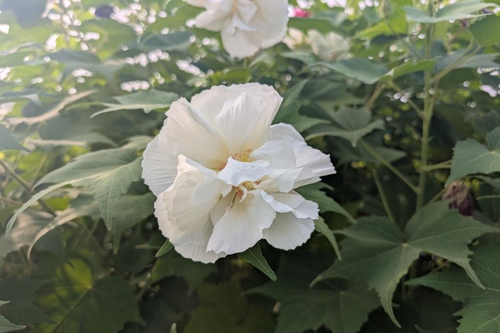 朝の酔芙蓉