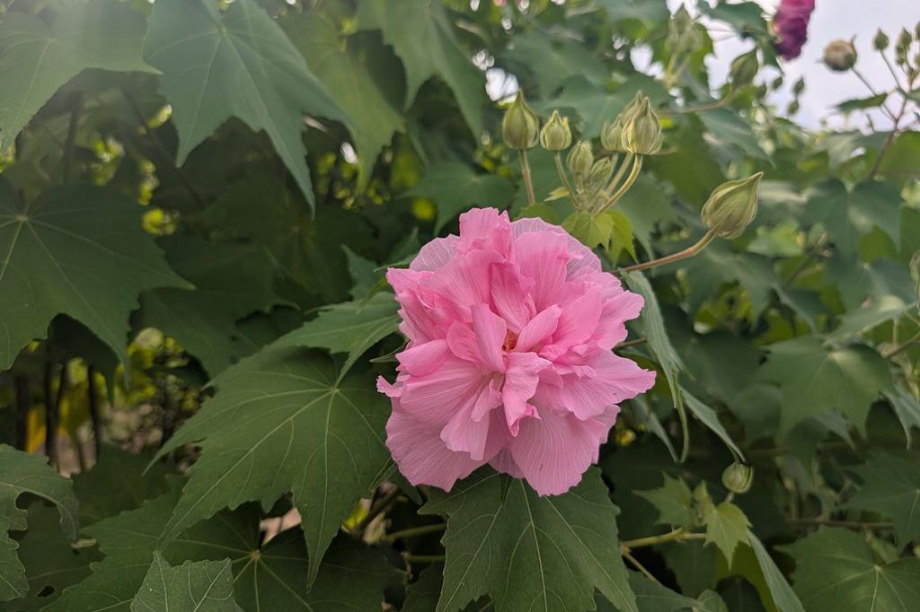 昼の酔芙蓉
