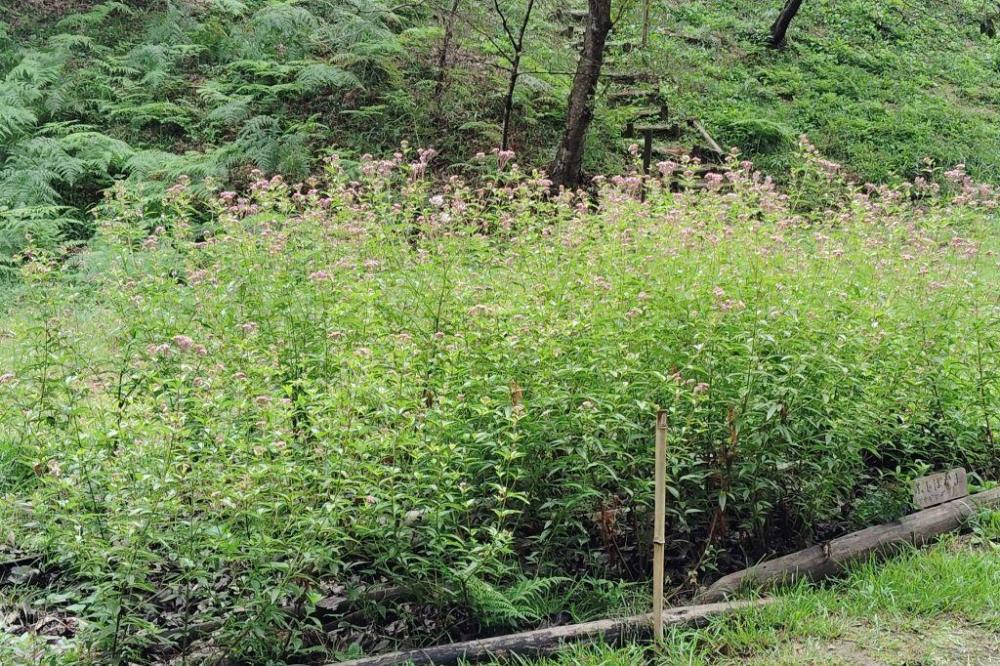 フジバカマ開花