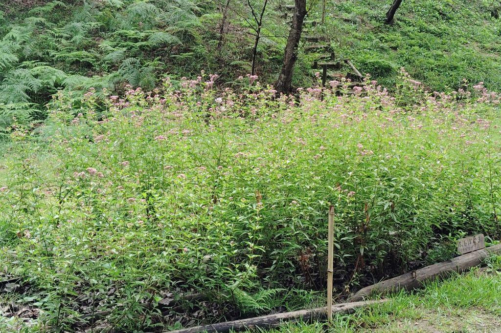 フジバカマ開花