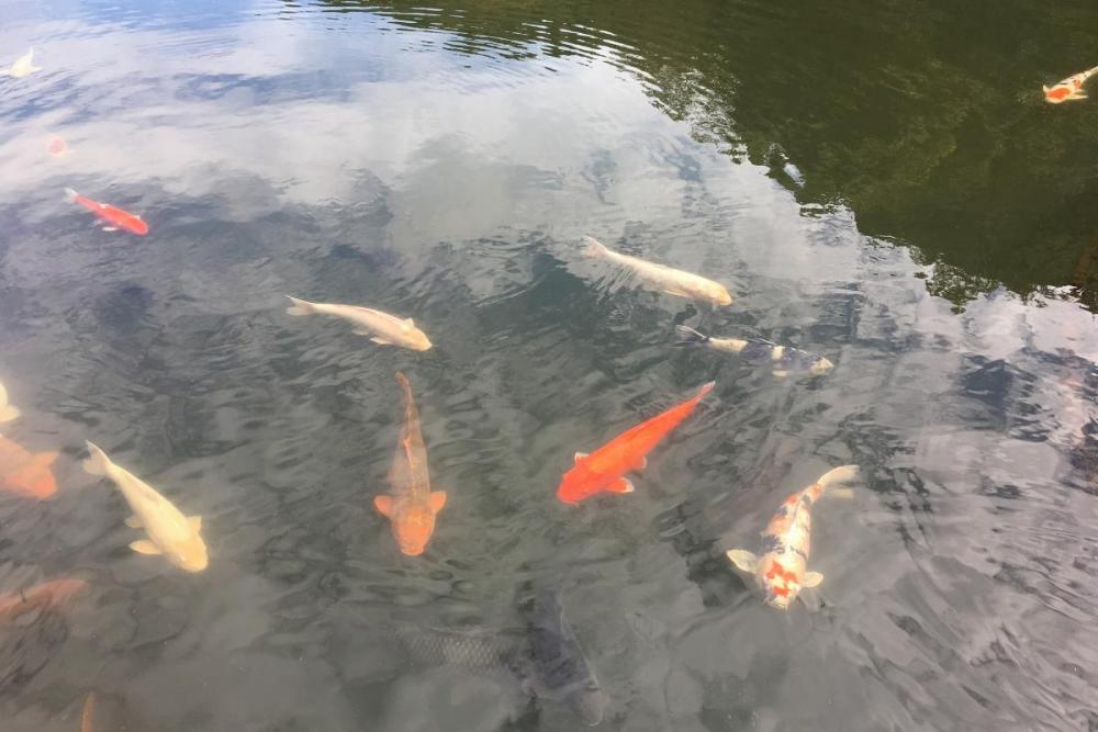 恩賜池には鯉がいっぱい！