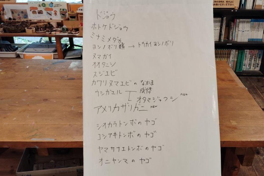 見つかった生きもの