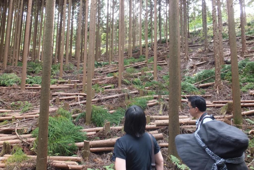 近くには間伐された森もありました