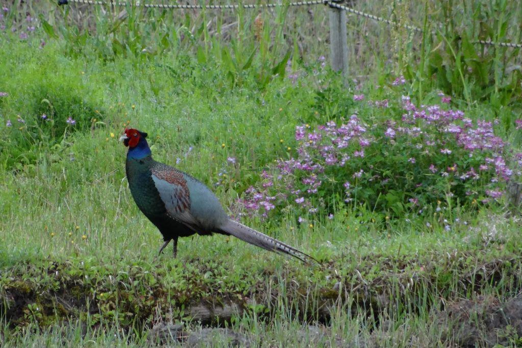 キジ（森の田んぼや駐車場、年中います）