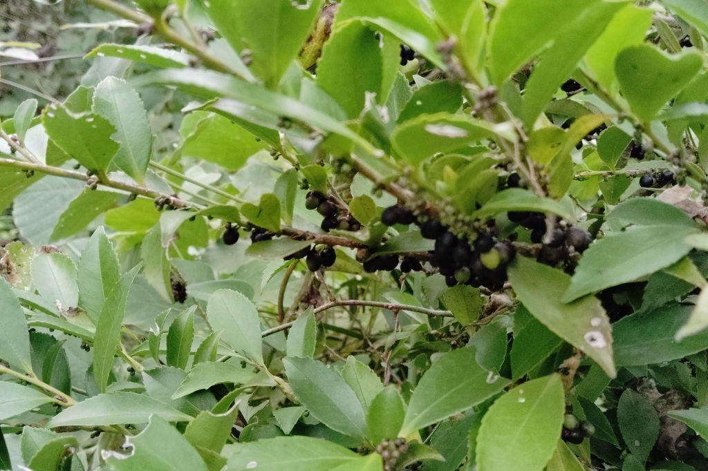 ヒサカキ実(黒)