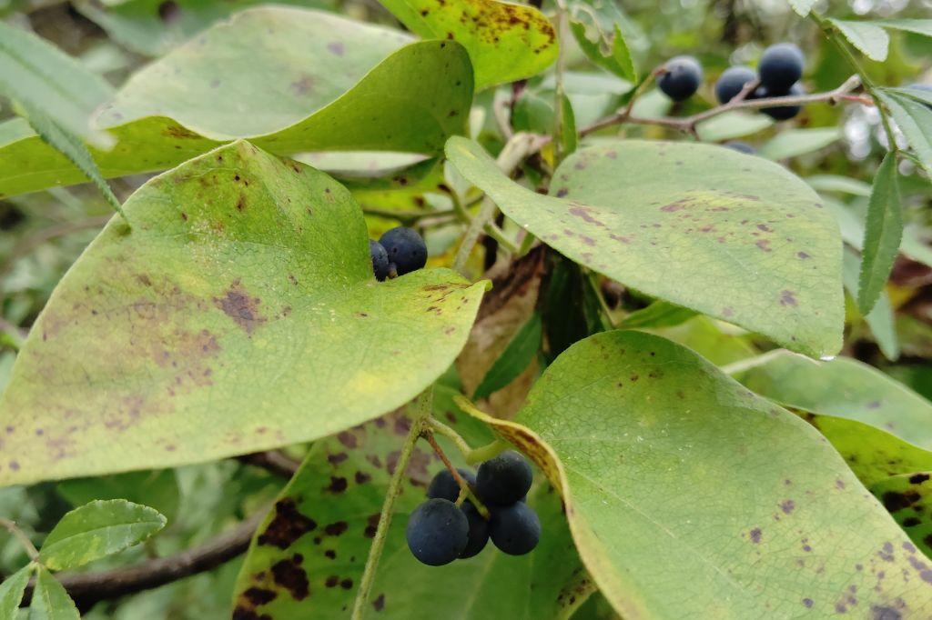 アオツヅラフジ実(黒)