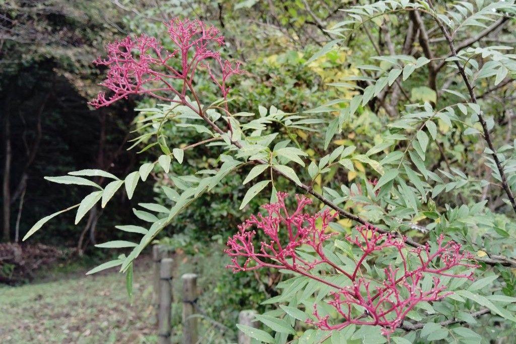 イヌザンショウ花柄(赤)