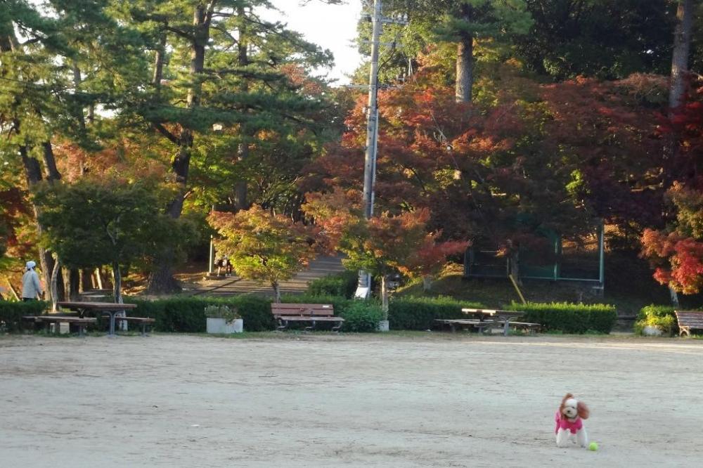 この時間の来園者は、わんこ率が高いですね。