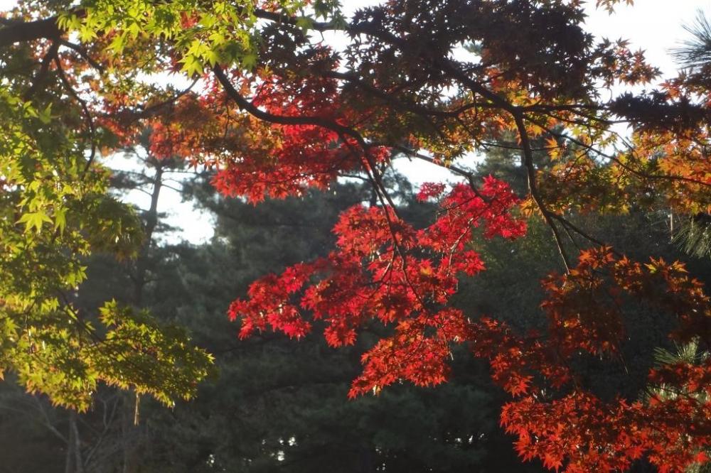 紅と緑半々。公園全体もこんな紅葉比率でしょうか。