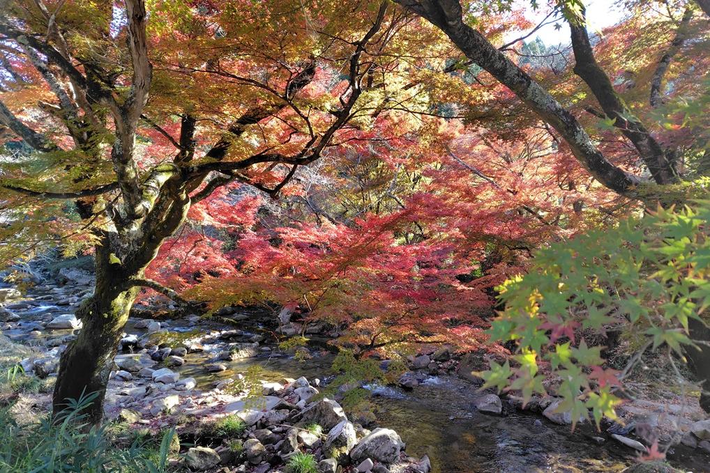 2025年11月20日の様子