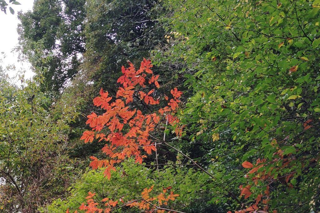 ヤマハゼ紅葉始め