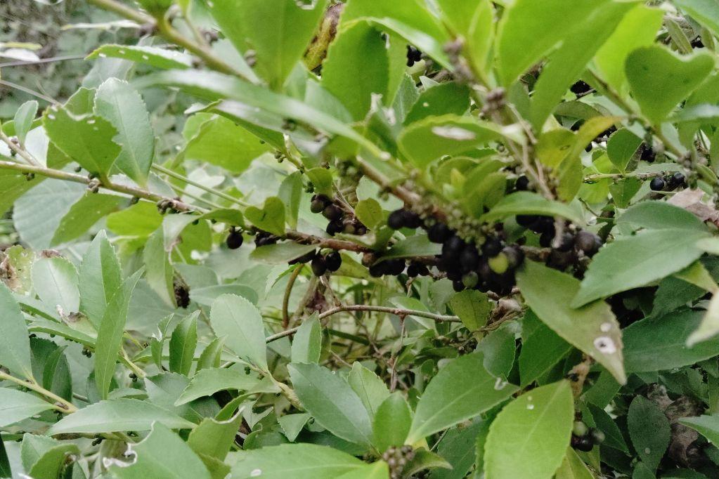 ヒサカキ実(黒)