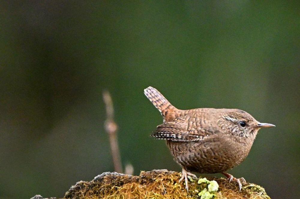 ミソサザイ（冬鳥）