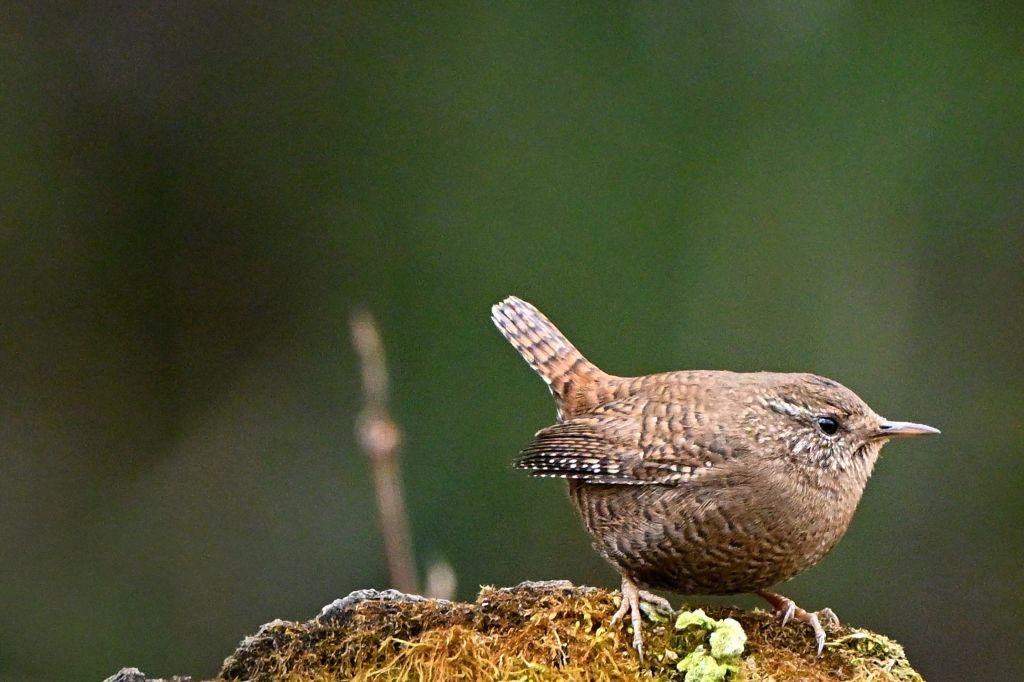 ミソサザイ（冬鳥）