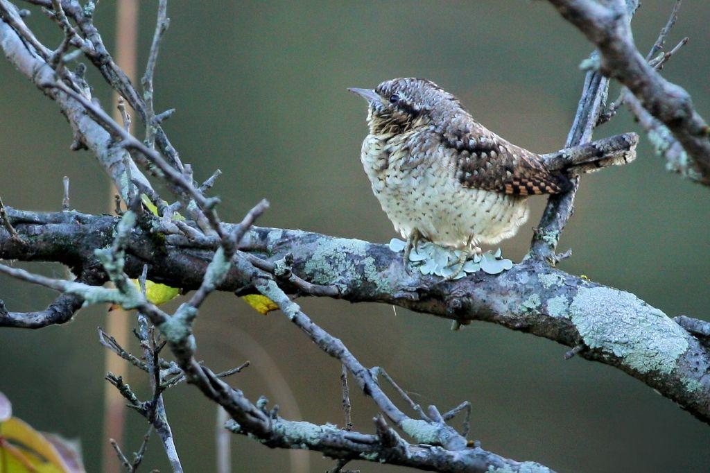 アリスイ（冬鳥）