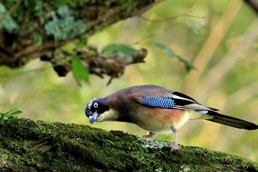 カケス（冬鳥）