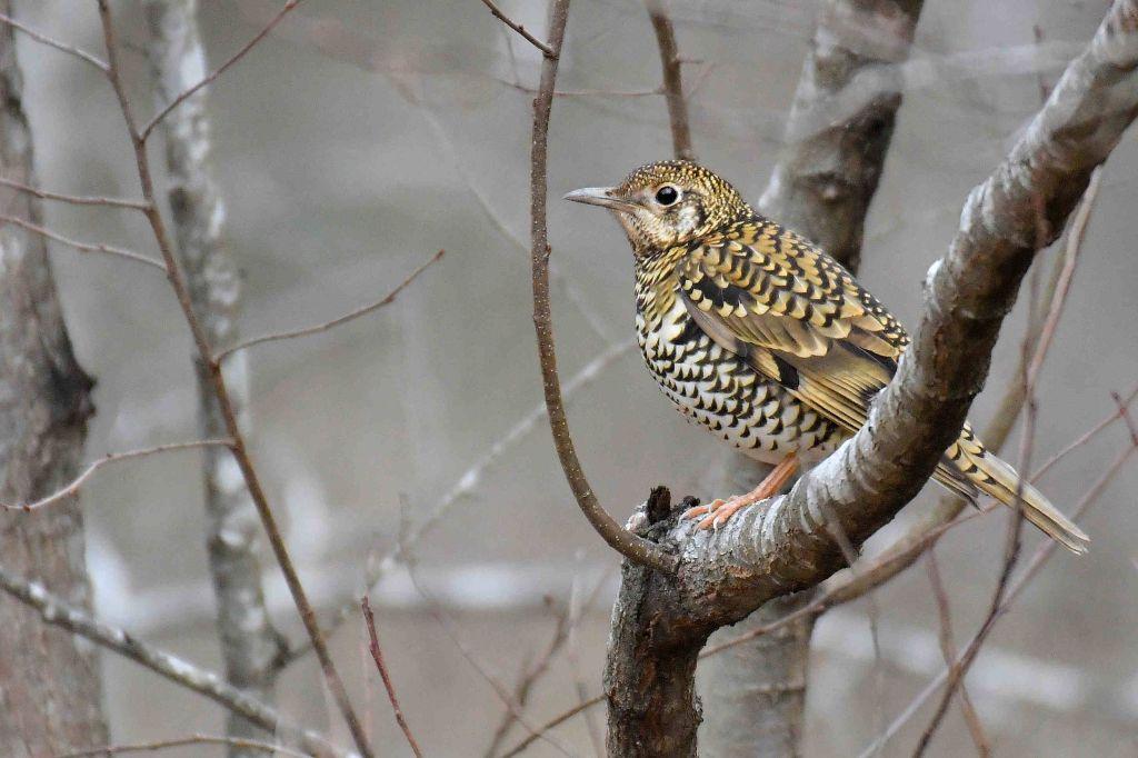 トラツグミ（冬鳥）