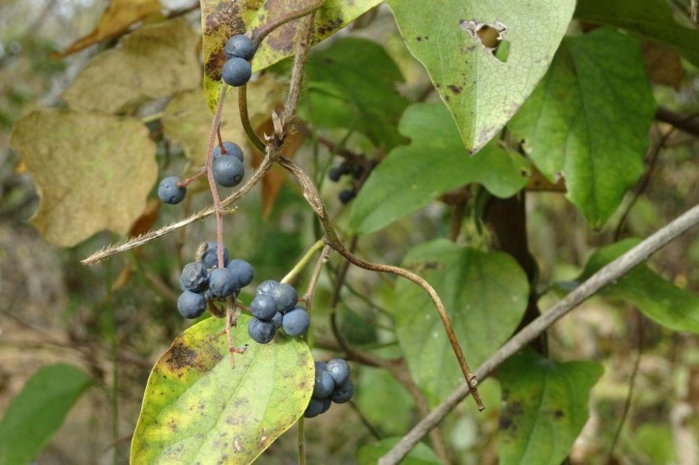 アオツヅラフジ