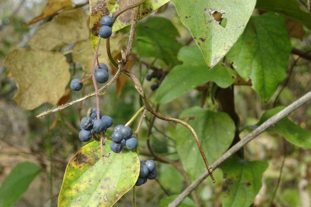 アオツヅラフジ