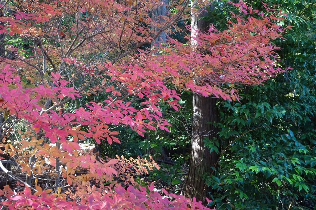 ドウダンツツジ（四阿）