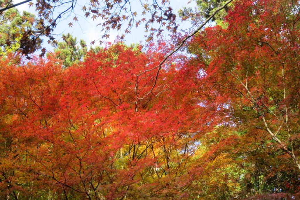 せせらぎ橋から